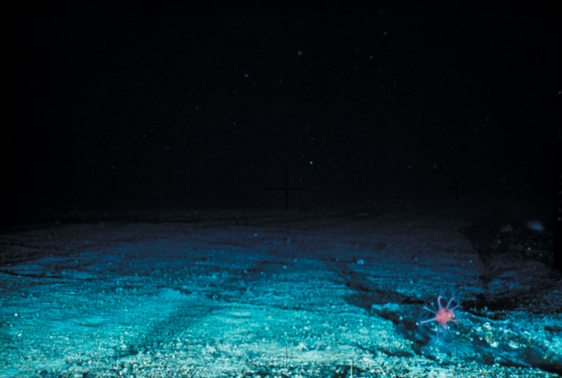 ¡Hasta la tercera fosa oceánica más profunda del mundo contiene plástico!