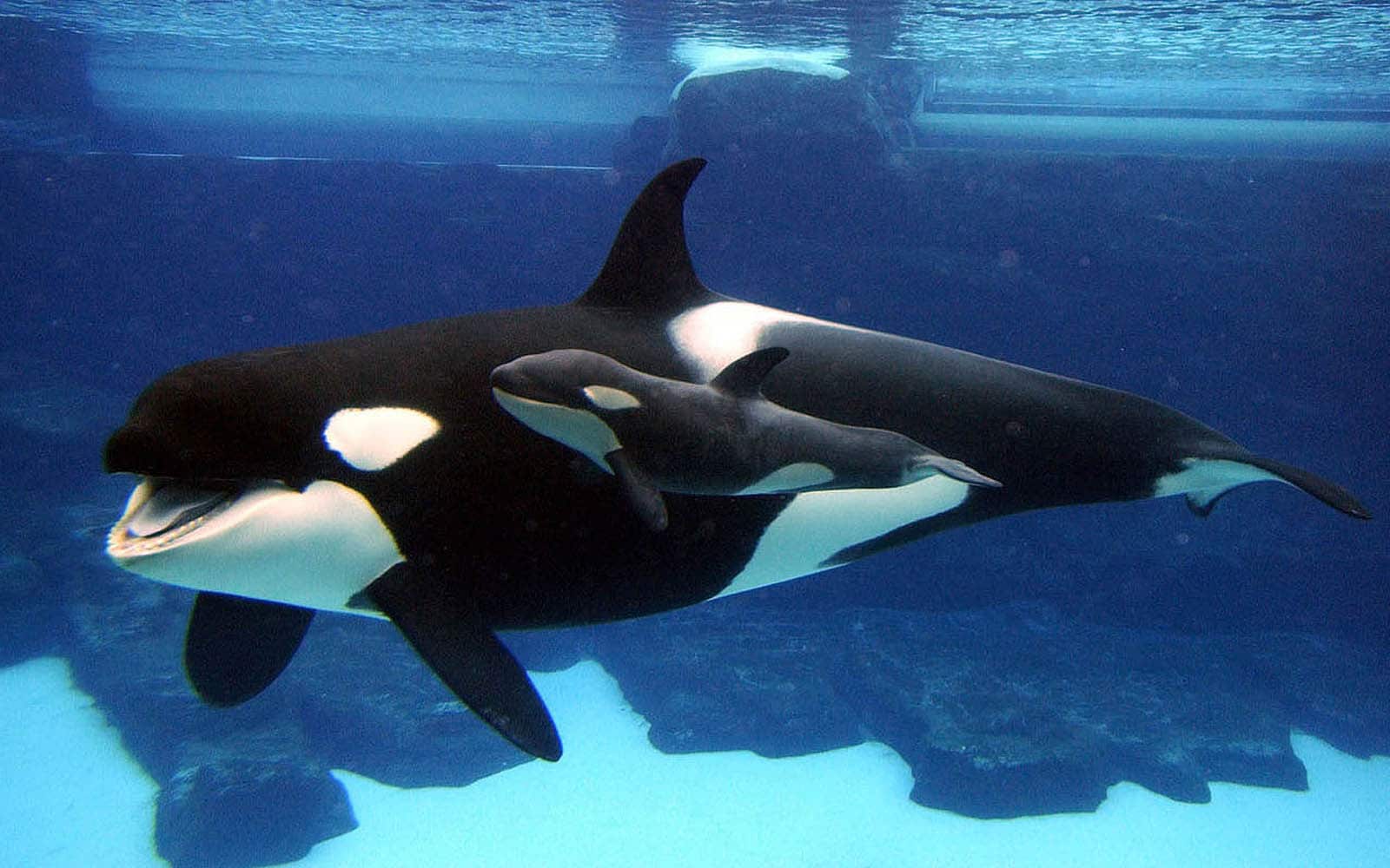 Pacíficas y sensibles: Un estudio desmonta la mala fama de las «orcas asesinas»