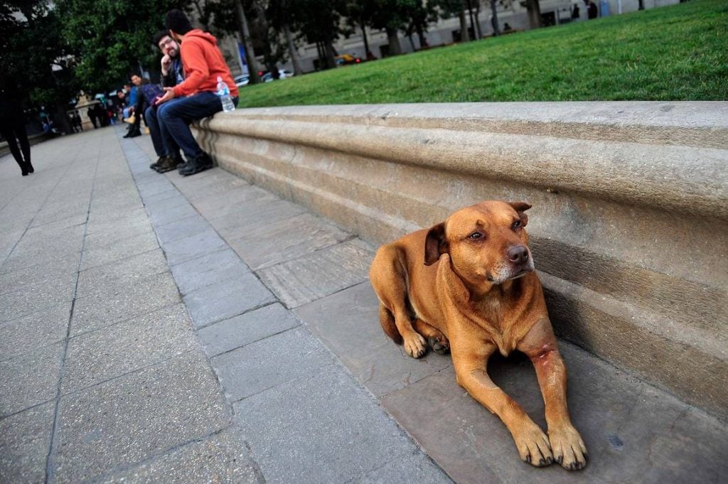 Santiago: 14.259 personas fueron mordidas por perros de casa y callejeros durante el 2018