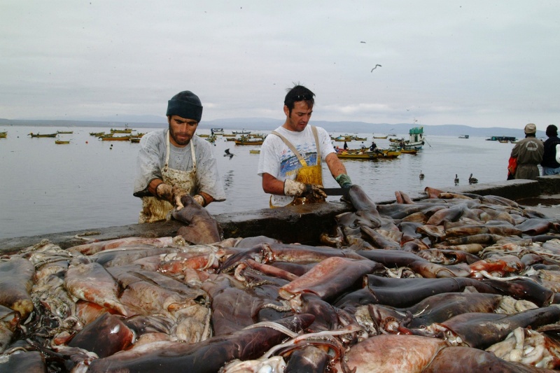 Pescadores artesanales en alerta tras aprobación de proyecto que regula captura de la jibia