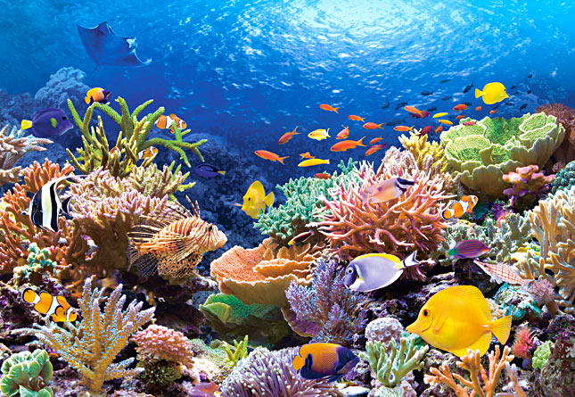 Los arrecifes de coral se enfrentan a una inminente desaparición