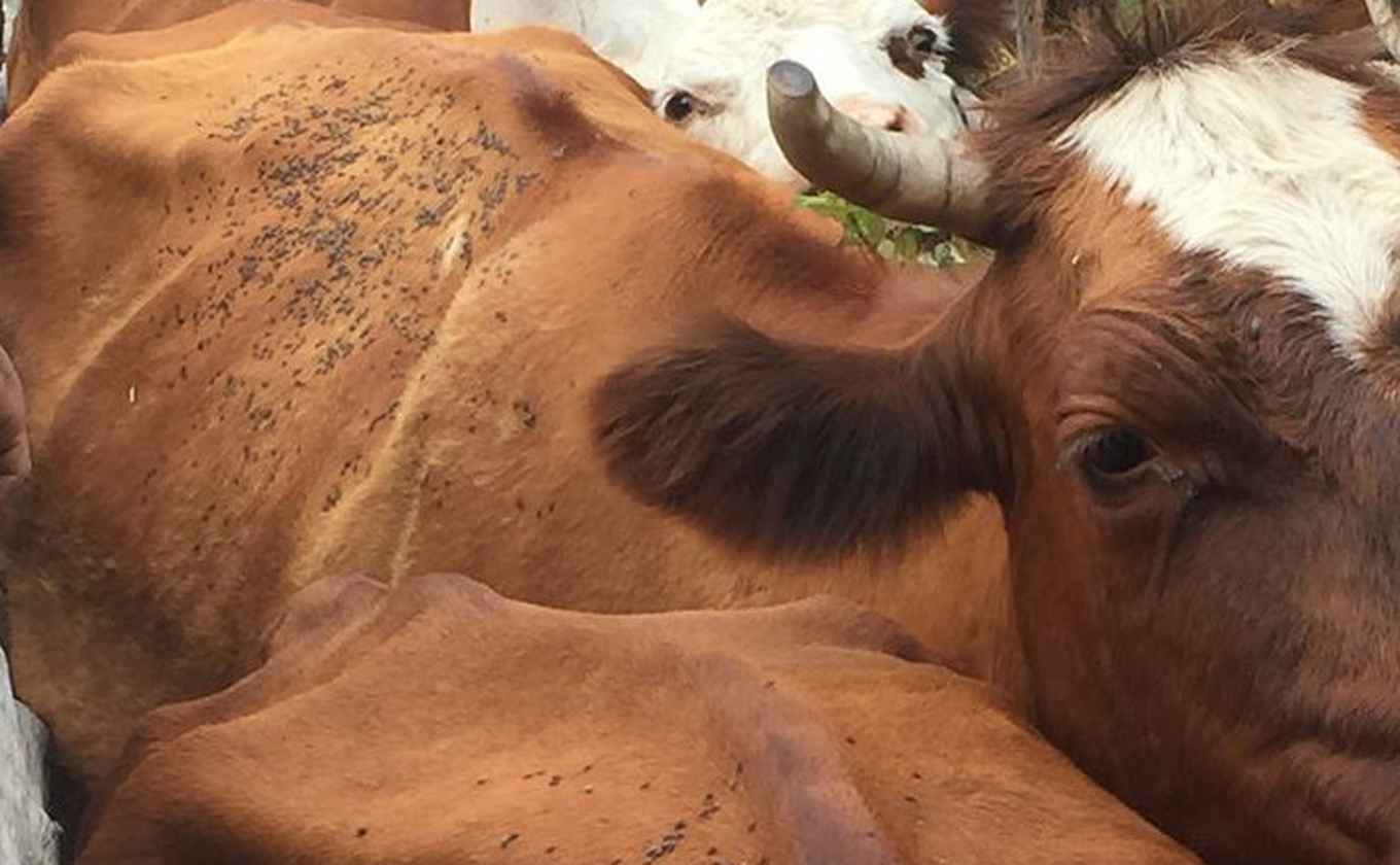 Evaluación veterinaria advierte mal estado de salud de animales tras desalojo de familias en San Fabián