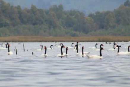 Contaminación en Río Cruces: Formalizan a cinco ejecutivos de la Planta Valdivia de Celulosa Arauco