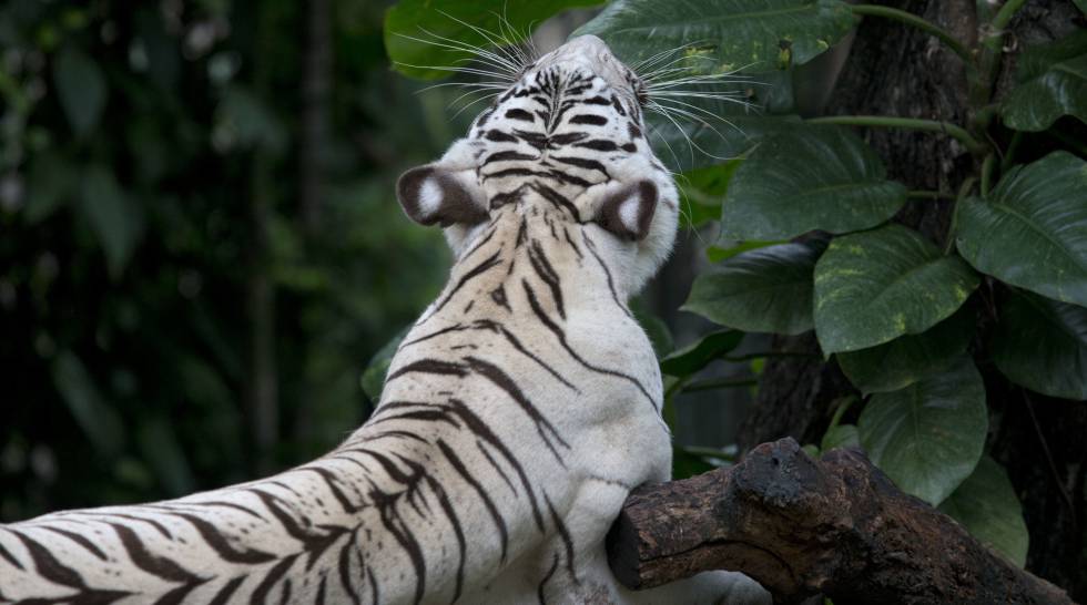 El tigre «más feo» del mundo nació del incesto por culpa de un traficante