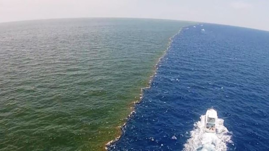 (Video) Las Zonas Muertas océanicas proliferan por acción del hombre