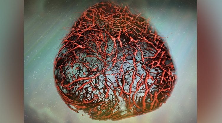 Científicos cultivaron exitosamente vasos sanguíneos de laboratorio