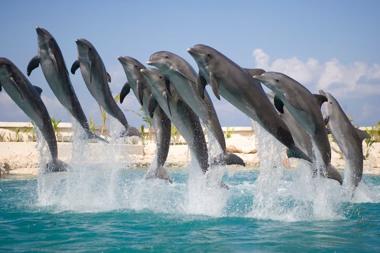 Los delfines disfrutan de ciertas sustancias para drogarse de manera natural