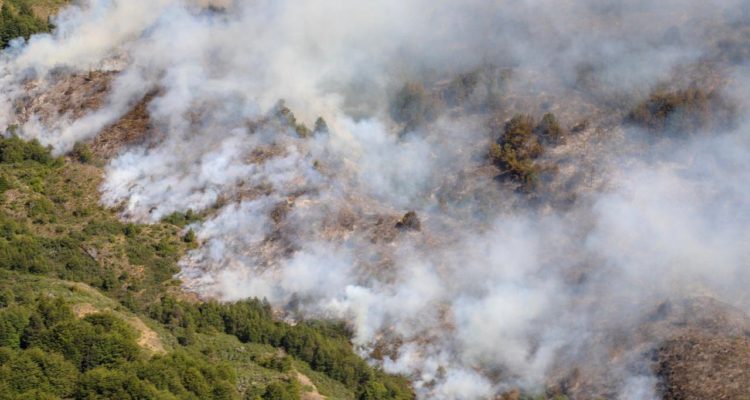 Incendios en Aysén: Ambientalista sostiene que Gobierno habría actuado más rápido frente a quema de pinos y eucaliptus
