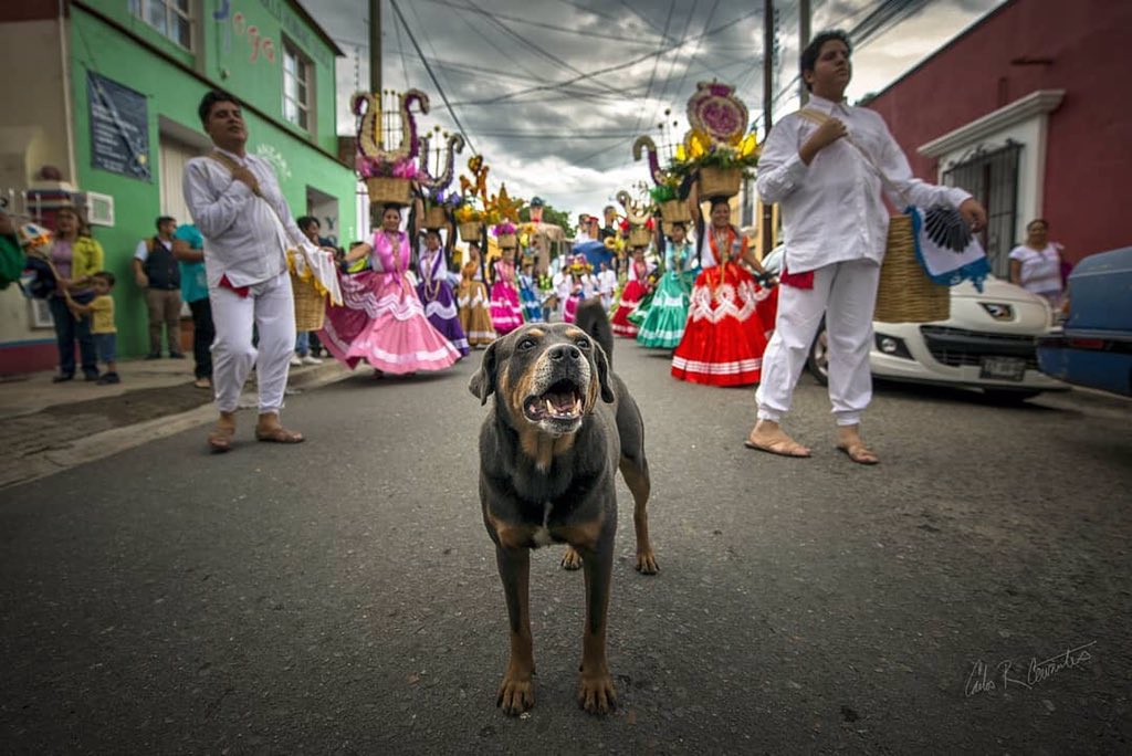 “Mazapán», el perro calendero que podría ser la imagen cultural de Oaxaca