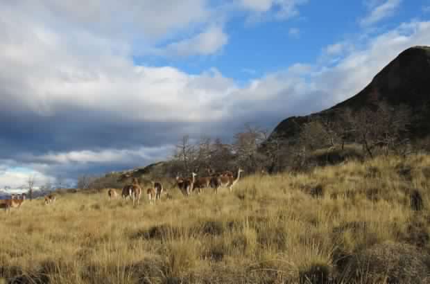 Bienes Nacionales explica «redefinición de límites» del Parque Nacional de la Patagonia