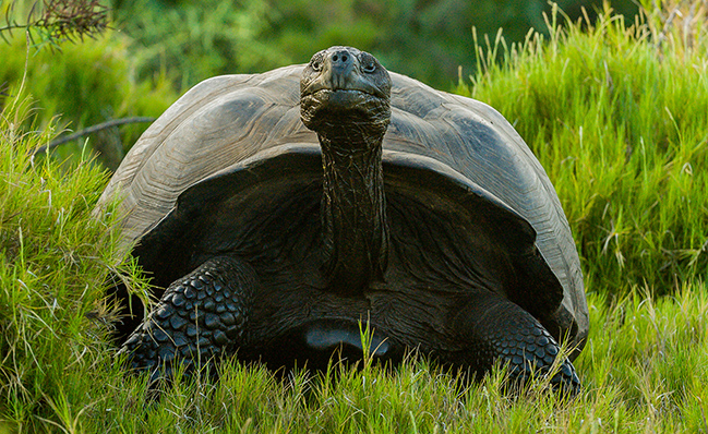 Hallan tortuga gigante considerada extinta hace un siglo en las islas Galápagos