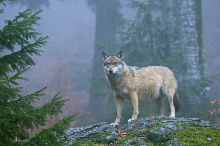 La población de lobos en Alemania aumentó notablemente en este siglo