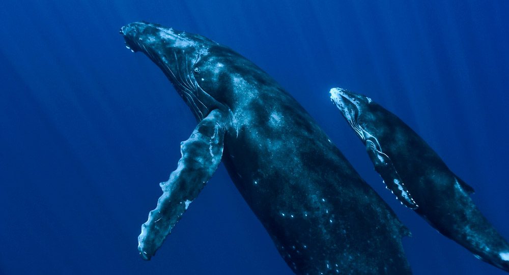 La población de ballenas grises cerca de Sajalín se duplicó en 25 años