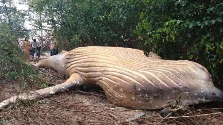 Nadie sabe cómo una ballena jorobada llegó a varar a la selva amazónica