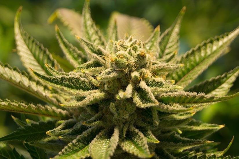 OMS recomienda sacar el Cannabis de la lista de sustancias dañinas