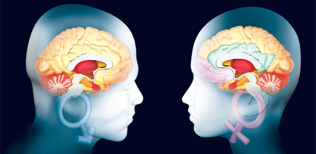 El cerebro de las mujeres se conserva más joven que el de los hombres