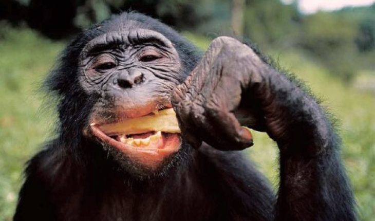 Descubren especie desarrollada de chimpancés al norte del Congo