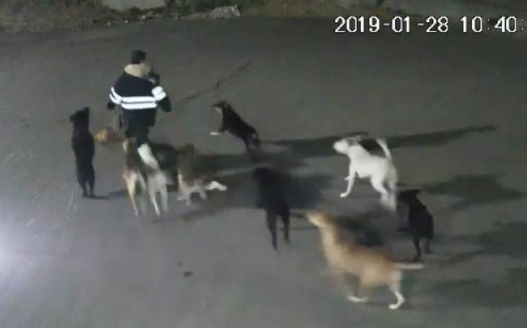 (Vídeo) Jauría de perros ataca a una mujer en México hasta dejarla sin vida
