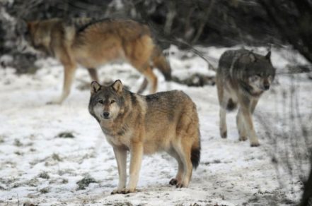 Salvan a una manada de lobos americanos de convertirse en víctimas de cazadores
