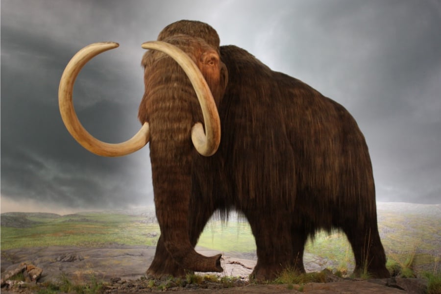 Niña de tres años descubrió resto fósil de un elefante prehistórico