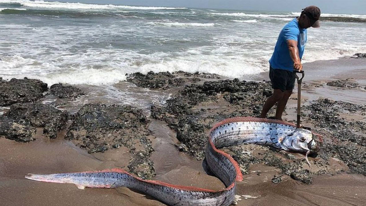 Aparición de peces remo en Japón activa las alarmas de un posible terremoto