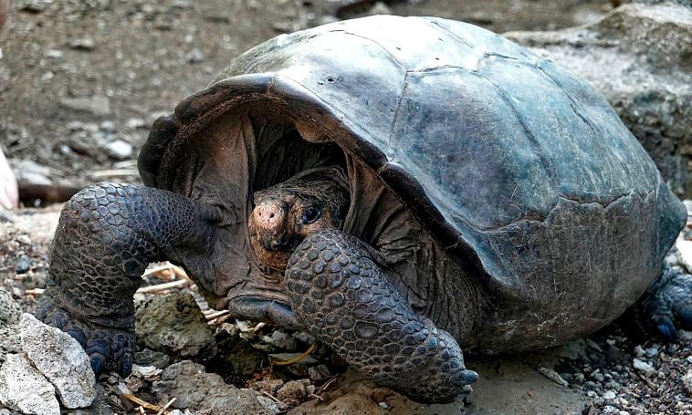 Encuentran en Galápagos una tortuga que se creyó extinta por más de un siglo