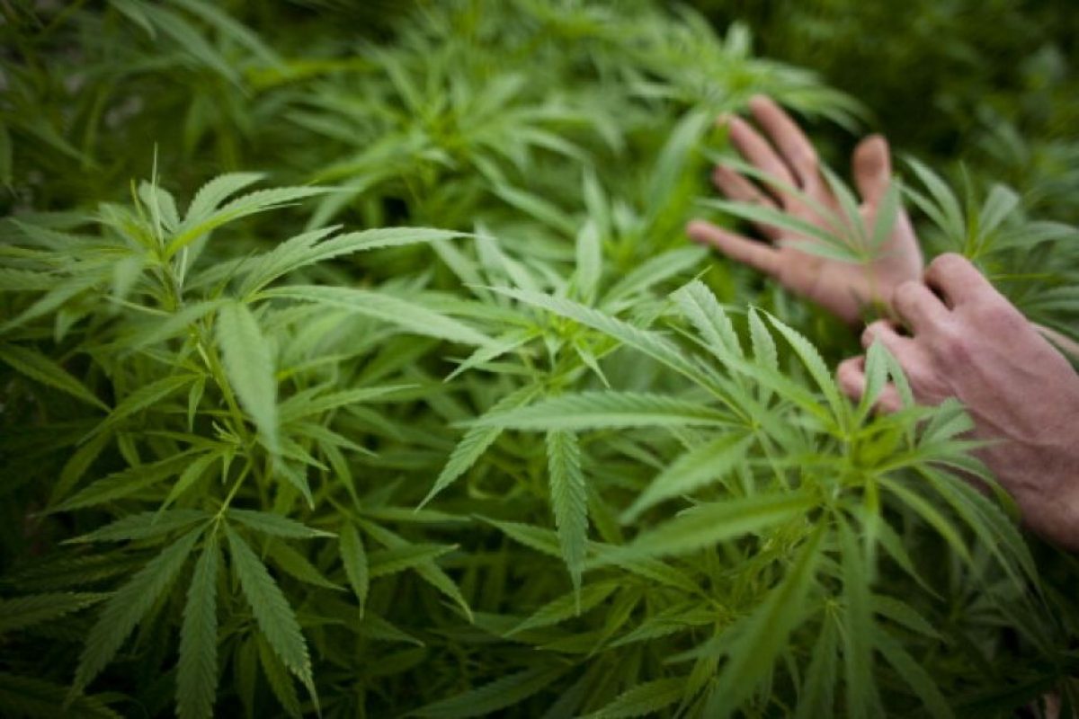 Uno de cada cinco caso de psicosis se vincula al consumo de cannabis