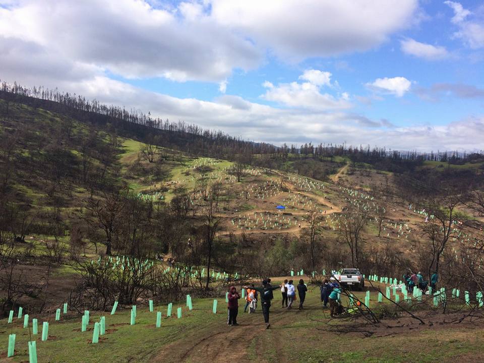 Acción urgente: Llaman a plantar árboles nativos para combatir el cambio climático