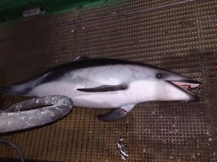 Denuncian muerte de una veintena de delfines por culpa de actividad pesquera en Mejillones