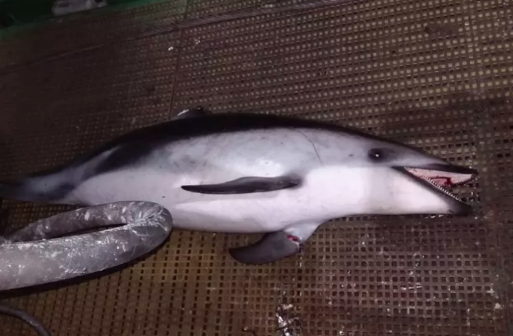 Presentan denuncia ante Fiscalía por masiva muerte de delfines asociada a actividad pesquera