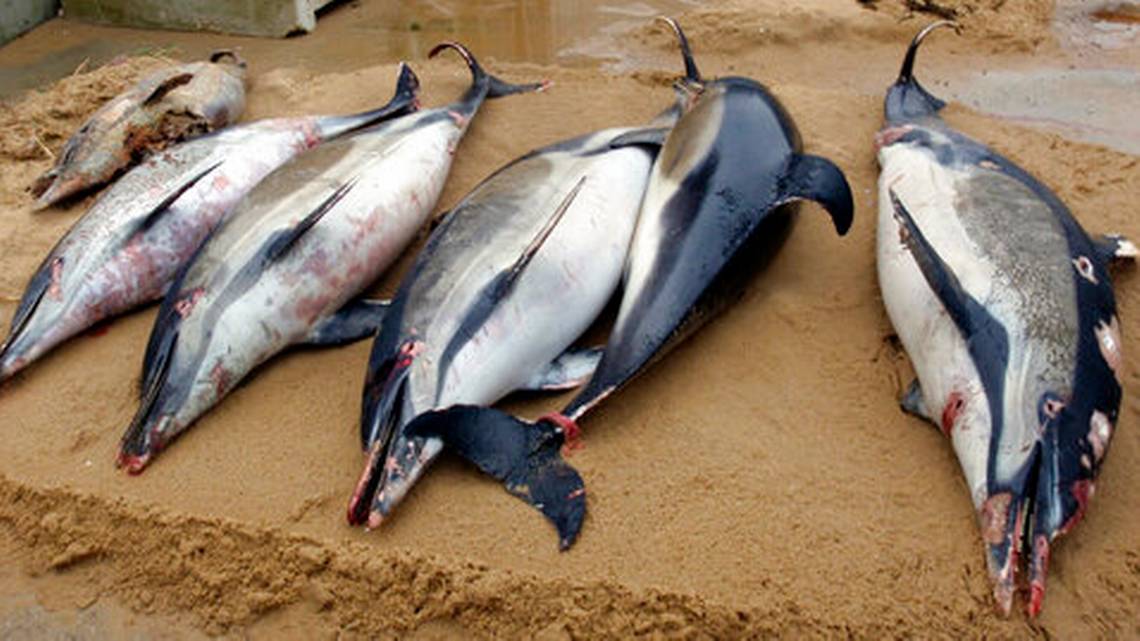 Más de 1000 delfines han aparecido muertos en las costas de Francia