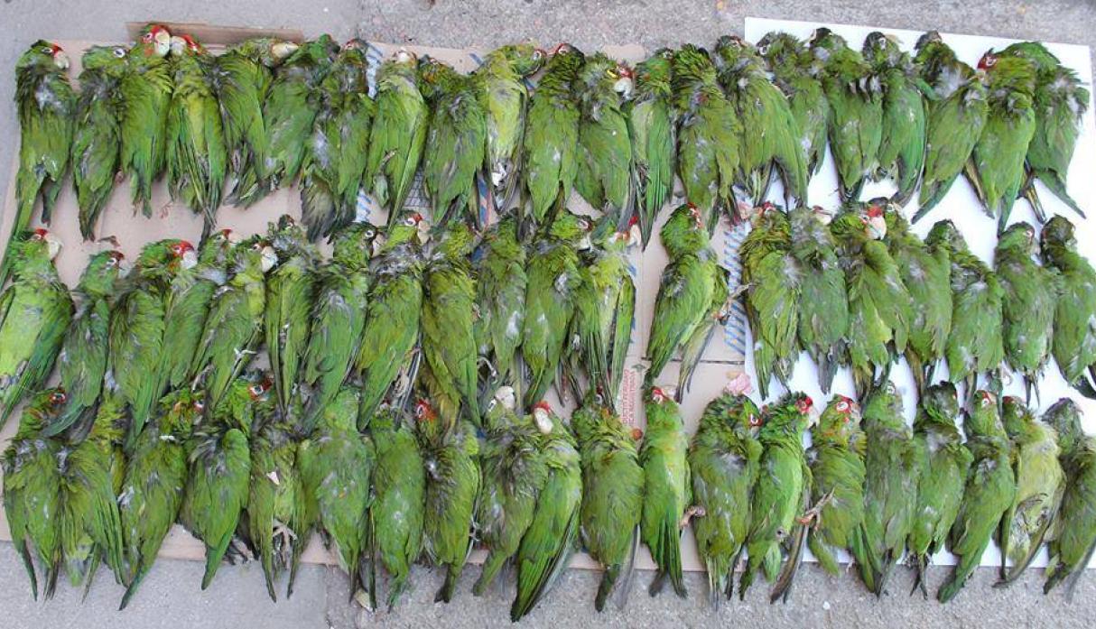 La venta ilegal de aves sudamericanas, un negocio lucrativo a escala mundial