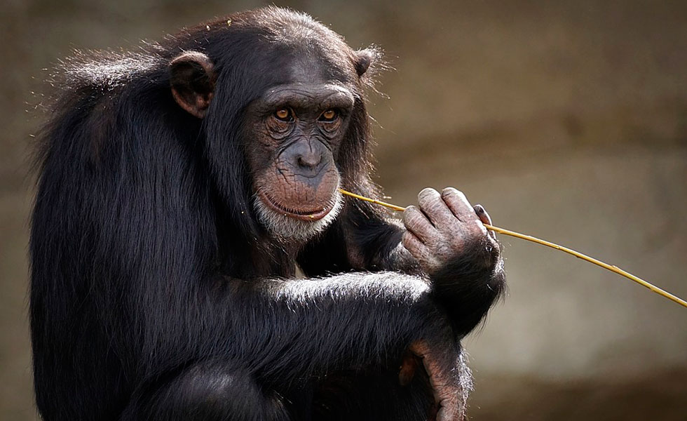 Utilizarán el reconocimiento facial en la India para identificar a los monos más peligrosos y esterilizarlos