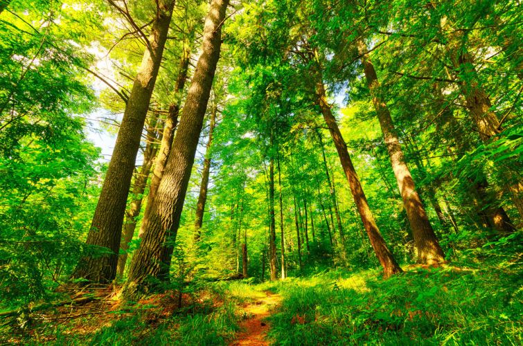 Australia plantará mil millones de árboles para intentar reducir su huella de carbono