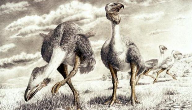 Descubrimiento: Hallan la primera ave prehistórica con un huevo en sus entrañas