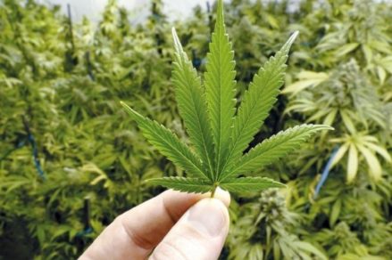 Paraguay debate la legalización del consumo demarihuana