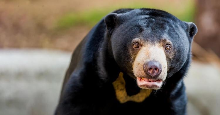 Estudio sobre la comunicación de los osos pone en duda la «superioridad» de nuestra especie