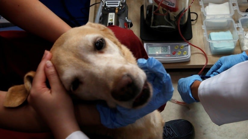 Un perro espera a su amo en la puerta de un hospital sin saber que murió