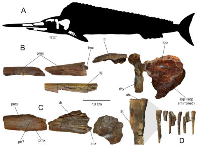 Investigador de la U. de Chile bautizó a nuevo pez espada prehistórico en honor a Camilo Catrillanca
