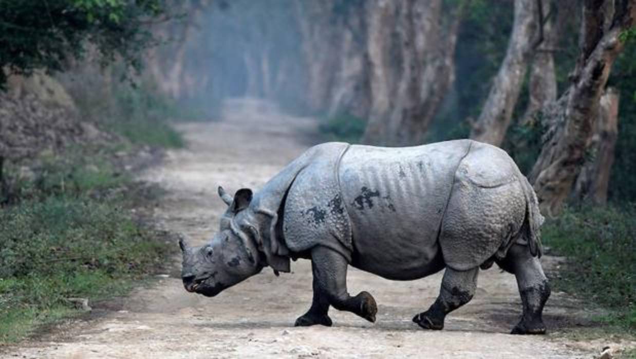 En India los guardaparques defienden a muerte a los rinocerontes