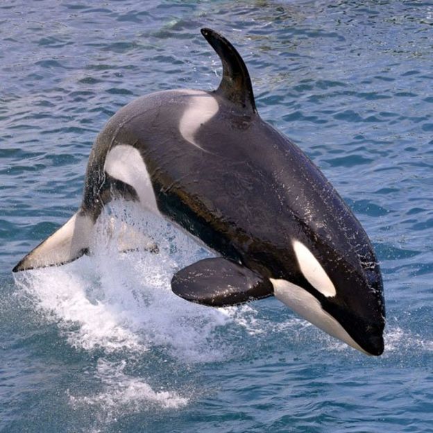 (Video) Los tiburones blancos gigantes temen a las orcas asesinas