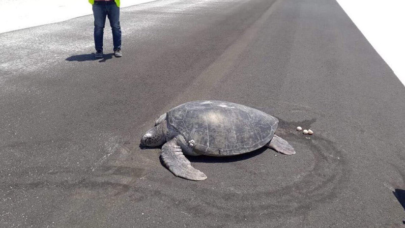 ¡Indignante! Tortuga marina verde anida en pista de aterrizaje (+Video)