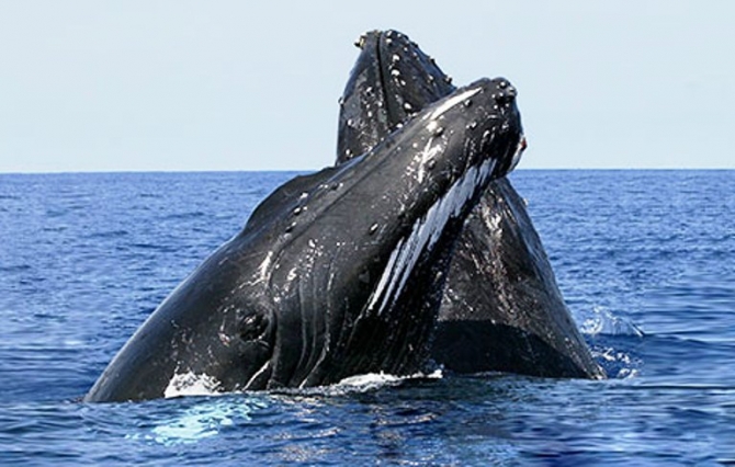 Alteración de temperatura oceánica amenaza a las ballenas jorobadas