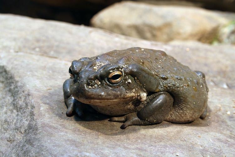 La secreción glandular de este anfibio puede aliviar la depresión por cuatro semanas