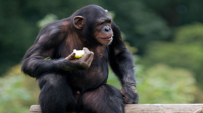 Los chimpancés sufren de estrés cuando compiten por una hembra