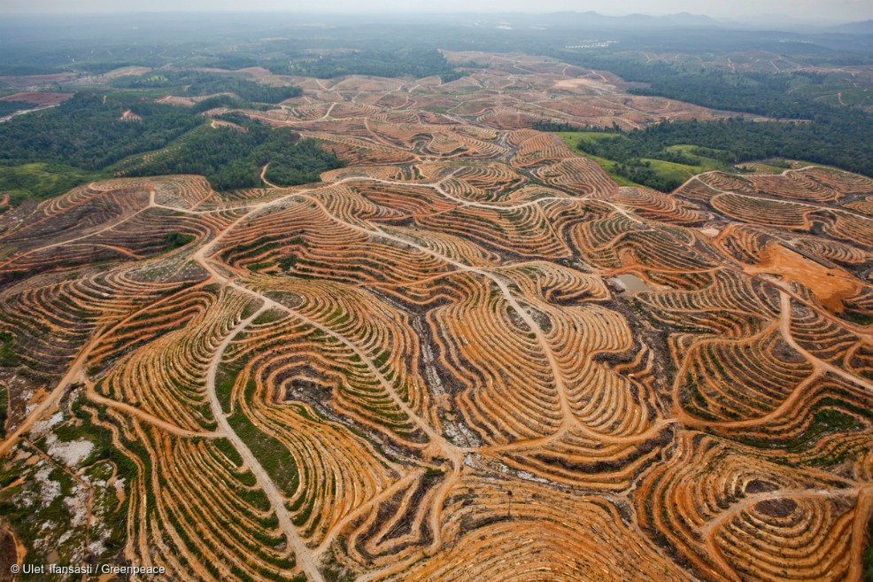 Una herramienta calcula el tamaño de tu Huella Forestal en el planeta