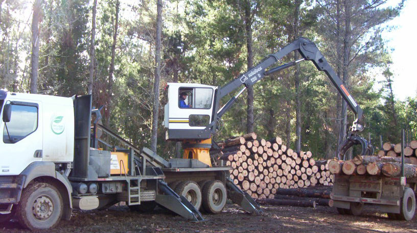 El Maule, Bío Bío y La Araucanía: Forestal Masisa pone en venta todas sus hectáreas en Chile