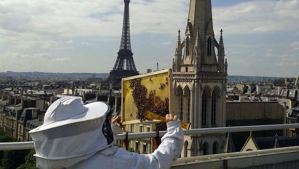 (+Fotos) ¿Qué ocurrió con las 200.000 abejas de la catedral de Notre Dame?
