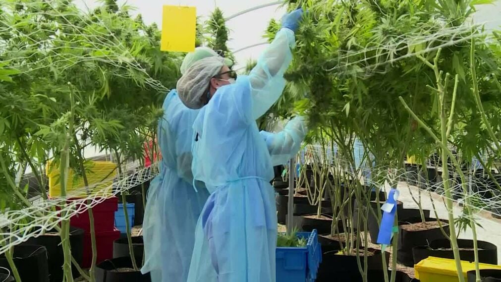 (Video) Uruguay alista la primera exportación de marihuana medicinal