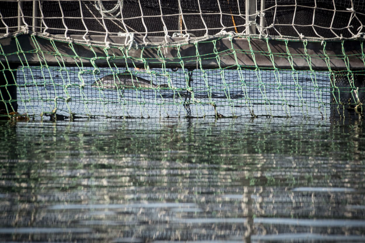 Justicia da duro golpe a intento de expansión de salmoneras en la Patagonia